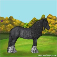 Horse Color:Black and Black Rabicano