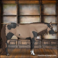 Horse Color:Black  and Classic Champagne 