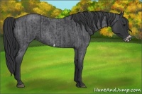 Horse Color:Blue Roan and Blue Roan Frame