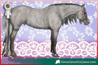 Horse Color:Blue Roan and Silver Blue Roan Splash