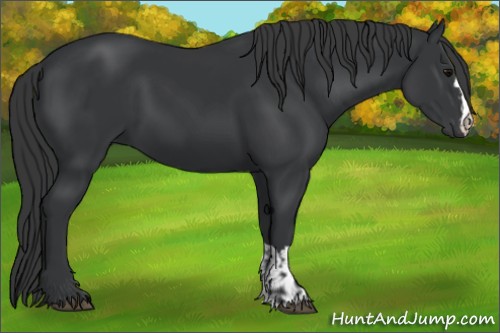 Horse Color:Black  and Black 
