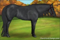 Horse Color:Black  and Black Rabicano 