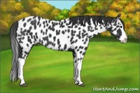 Horse Color:Black Splash Near Leopard 