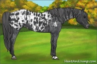 Horse Color:Black  and Black Appaloosa 