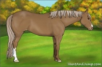 Horse Color:Chocolate Palomino Appaloosa 