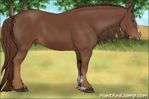 Horse Color:Chestnut Sabino