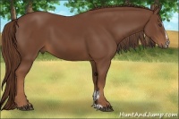 Horse Color:Chestnut Sabino
