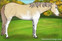 Horse Color:White Spotted Palomino Dun 