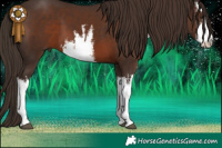 Horse Color:White Spotted Liver Chestnut