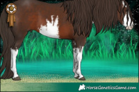 Horse Color:White Spotted Liver Chestnut 