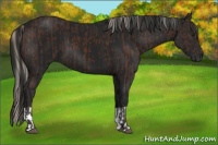Horse Color:Silver Brown  and Gray Black 