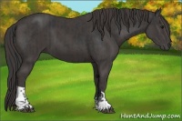 Horse Color:Black  and Smoky Black 
