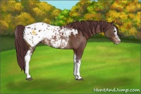 Horse Color:White Spotted Chocolate Brown Sabino Appaloosa 