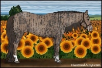 Horse Color:Black  and Classic Champagne 