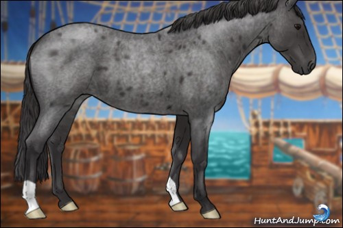 Horse Color:Smoky Blue Roan