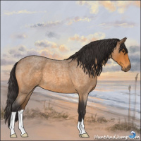 Horse Color:Buckskin Roan