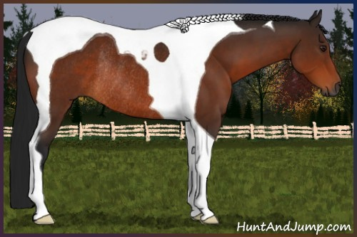 Horse Color:Gray Bay Tobiano Rabicano