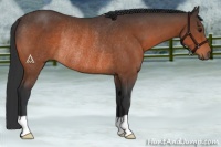 Horse Color:Bay Rabicano 