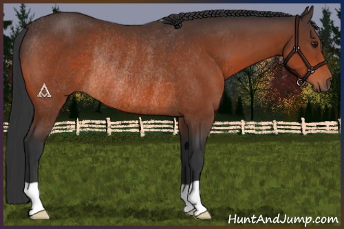 Horse Color:Brown Rabicano 