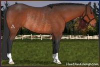 Horse Color:Brown Rabicano 