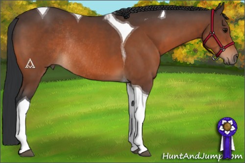 Horse Color:Bay Tobiano Rabicano 