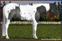 Horse Color:Gray Black Tobiano Rabicano 