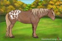 Horse Color:Chestnut Appaloosa 