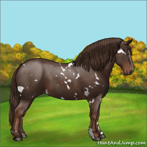 Horse Color:White Spotted Liver Chestnut