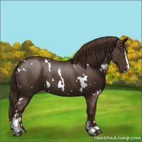 Horse Color:White Spotted Liver Chestnut Sabino
