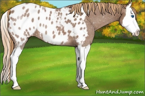 Horse Color:Red Roan Splash Appaloosa 
