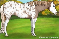 Horse Color:Red Roan Splash Appaloosa 