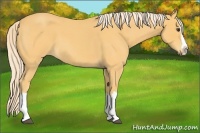 Horse Color:Palomino Roan Splash 