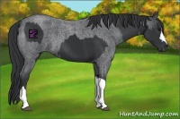Horse Color:Black  and Blue Roan 