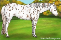 Horse Color:Chestnut Appaloosa 