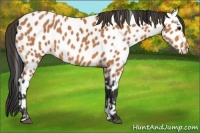 Horse Color:Bay Appaloosa 