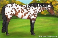 Horse Color:Bay Appaloosa