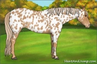 Horse Color:Red Roan Appaloosa 