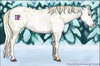 Horse Color:Palomino Appaloosa
