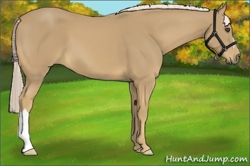 Horse Color:Palomino