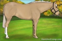 Horse Color:Palomino 