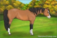Horse Color:Bay Splash 