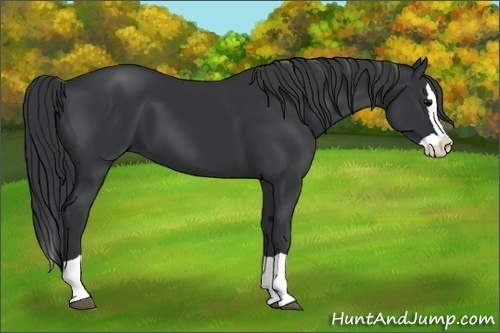 Horse Color:Black Splash 