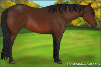 Horse Color:Gray Bay 