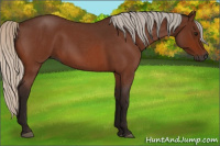 Horse Color:Gray Silver Bay Roan 