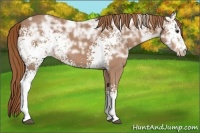 Horse Color:White Spotted Chestnut Ice 