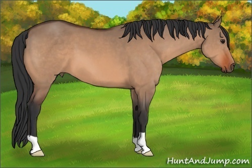 Horse Color:Bay Dun 