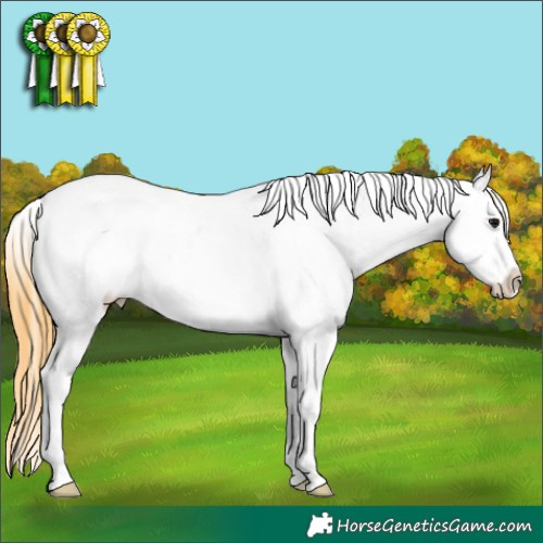 Horse Color:Smoky Grullo Appaloosa 