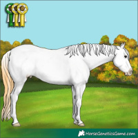 Horse Color:Smoky Grullo Appaloosa