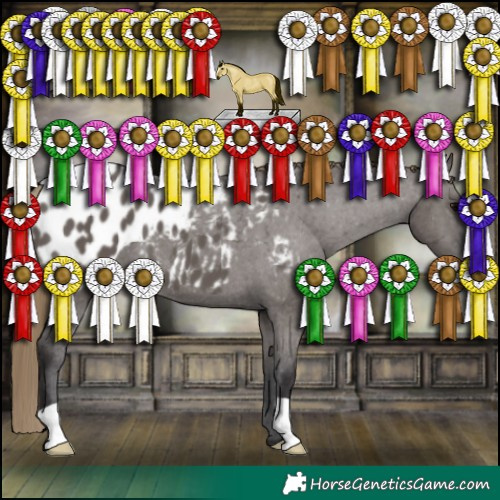 Horse Color:Smoky Grullo Appaloosa 