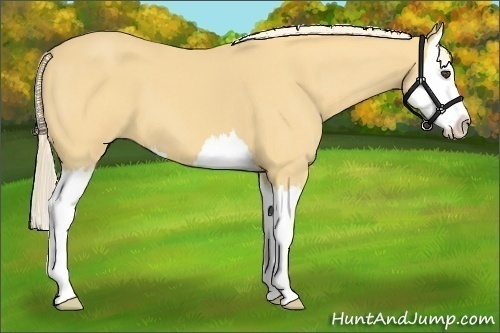 Horse Color:Palomino Roan Splash 